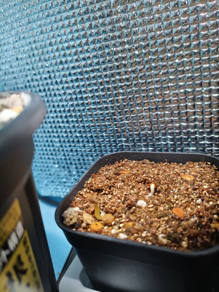 Pachypodium saundersii (パキポディウム サンデルシー 白馬城)