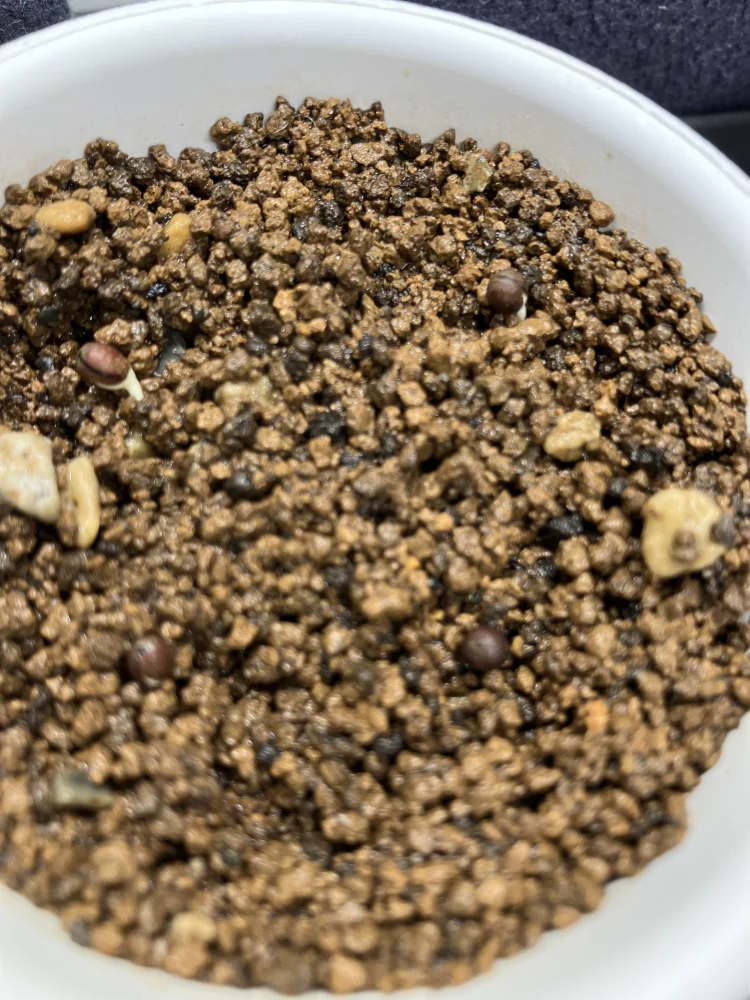 Euphorbia graniticola (ユーフォルビア グラニティコラ)