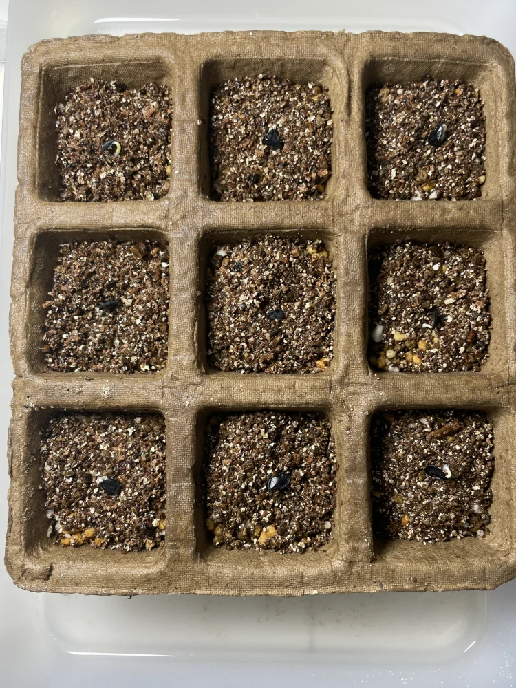 Agave potatorum (アガベ ポタトラム)