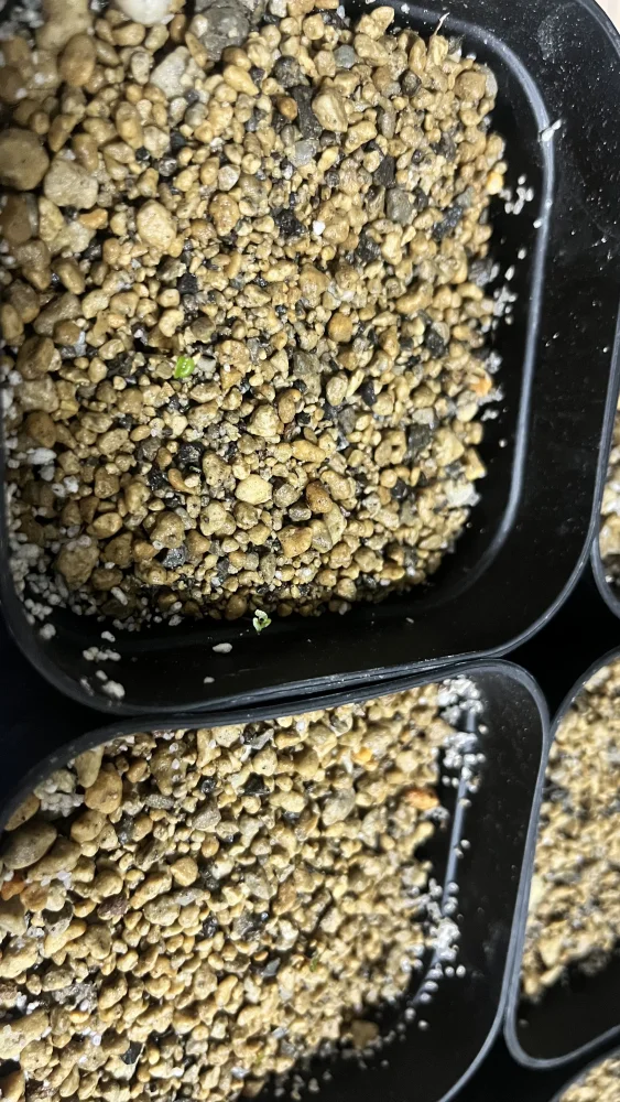 Eucalyptus cinerea (ユーカリ シネレア)