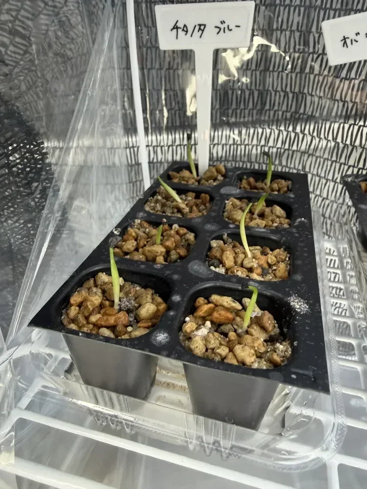 Agave titanota Blue Lot. (アガベ チタノタブルー)