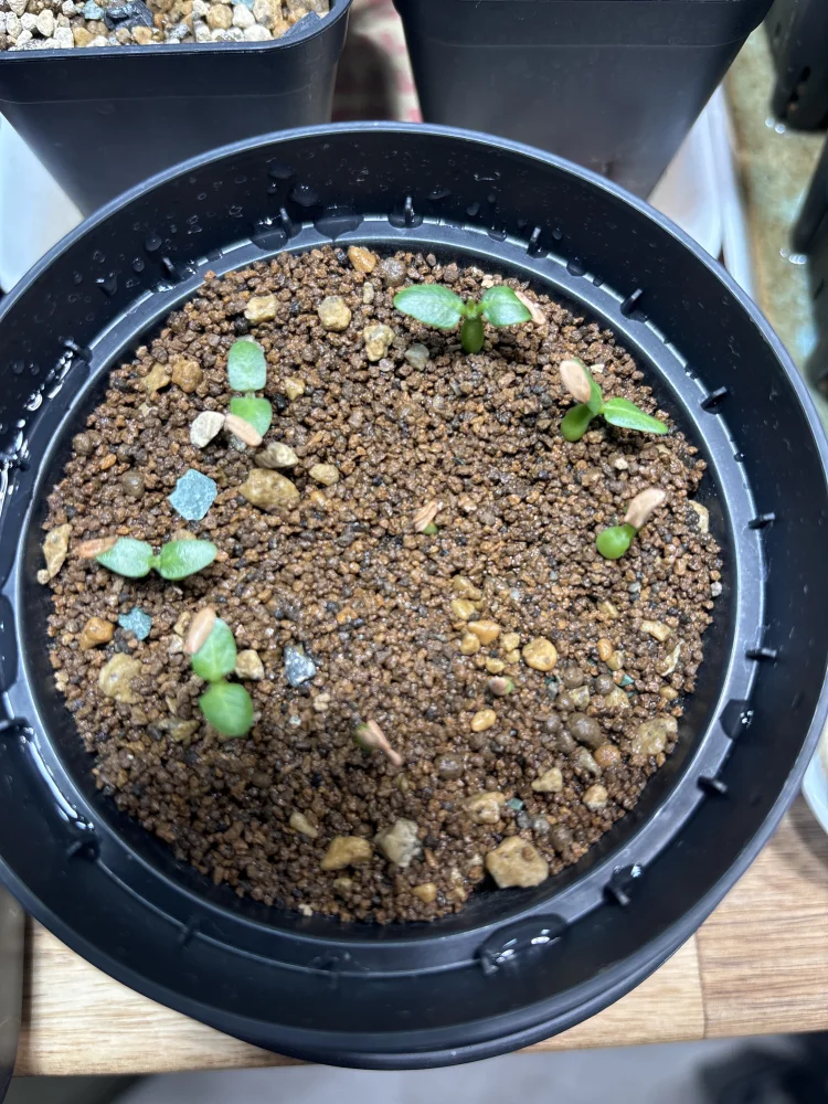 Pachypodium rosulatum ssp. makayense (パキポディウム マカイエンセ)