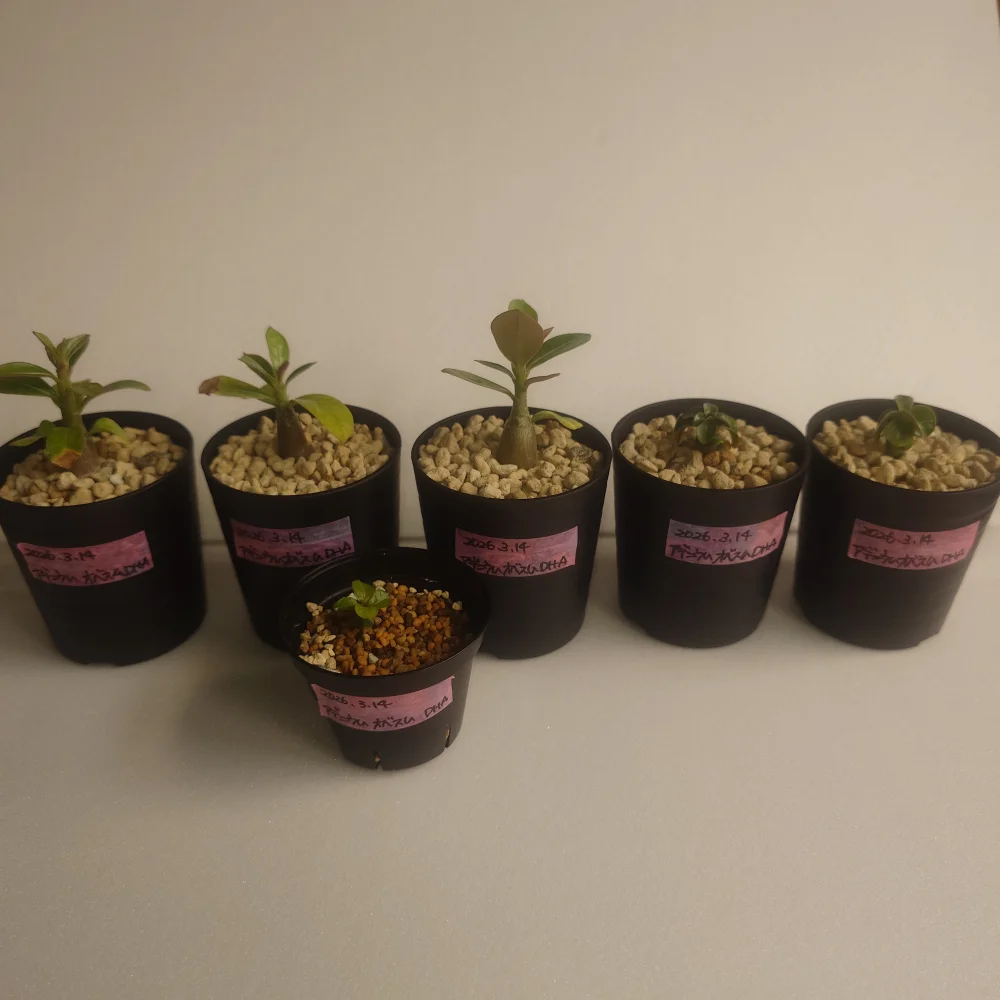 DHA Double Petals Adenium obesum DHA Double Petals (アデニウム オベスム)