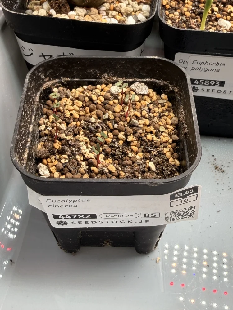 Eucalyptus cinerea (ユーカリ シネレア)