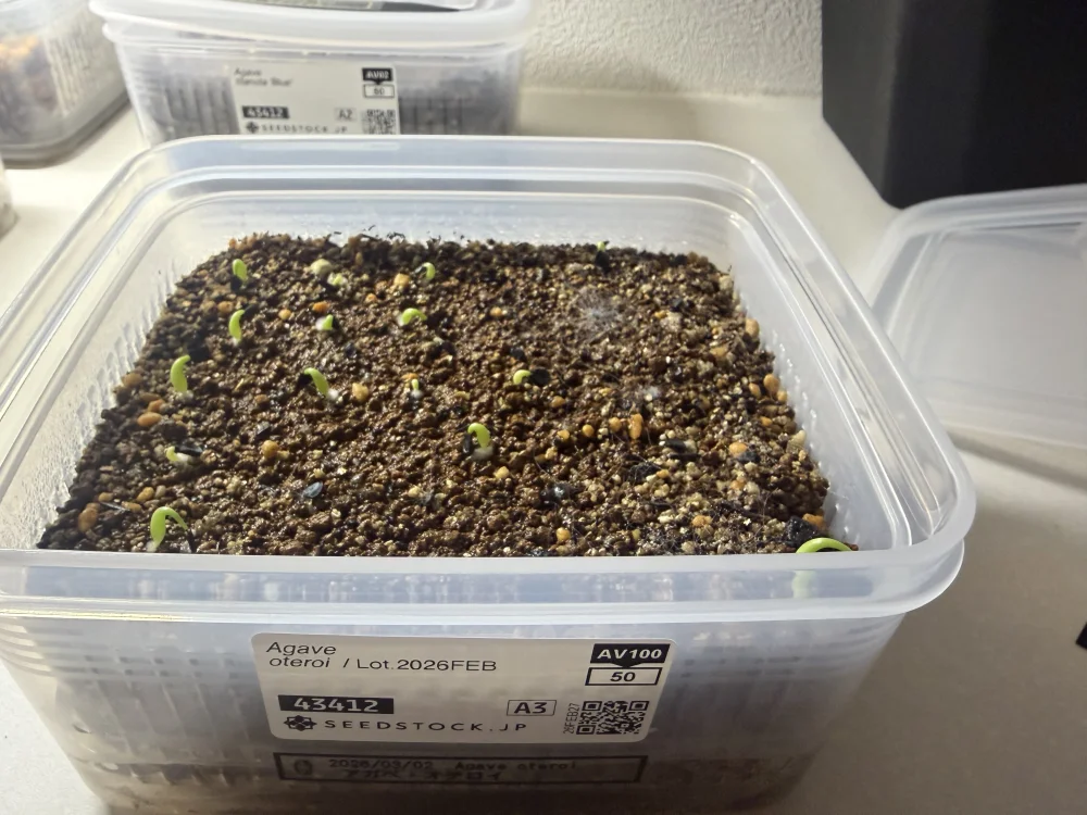 アガベオテロイ