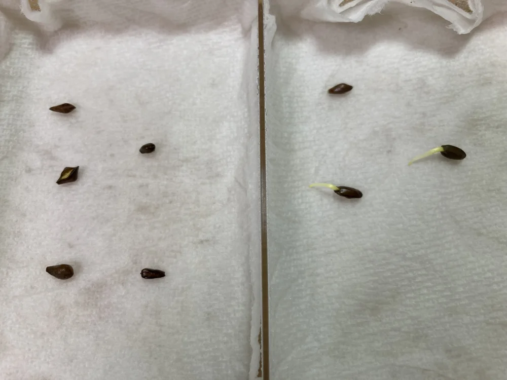 Senna meridionalis (センナ メリディオナリス)