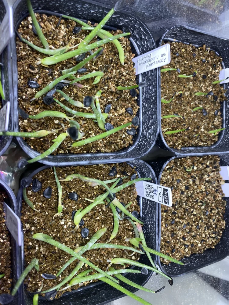  アガベ パリー ウェイクフィールド Agave parryi huachucensis Wakefield