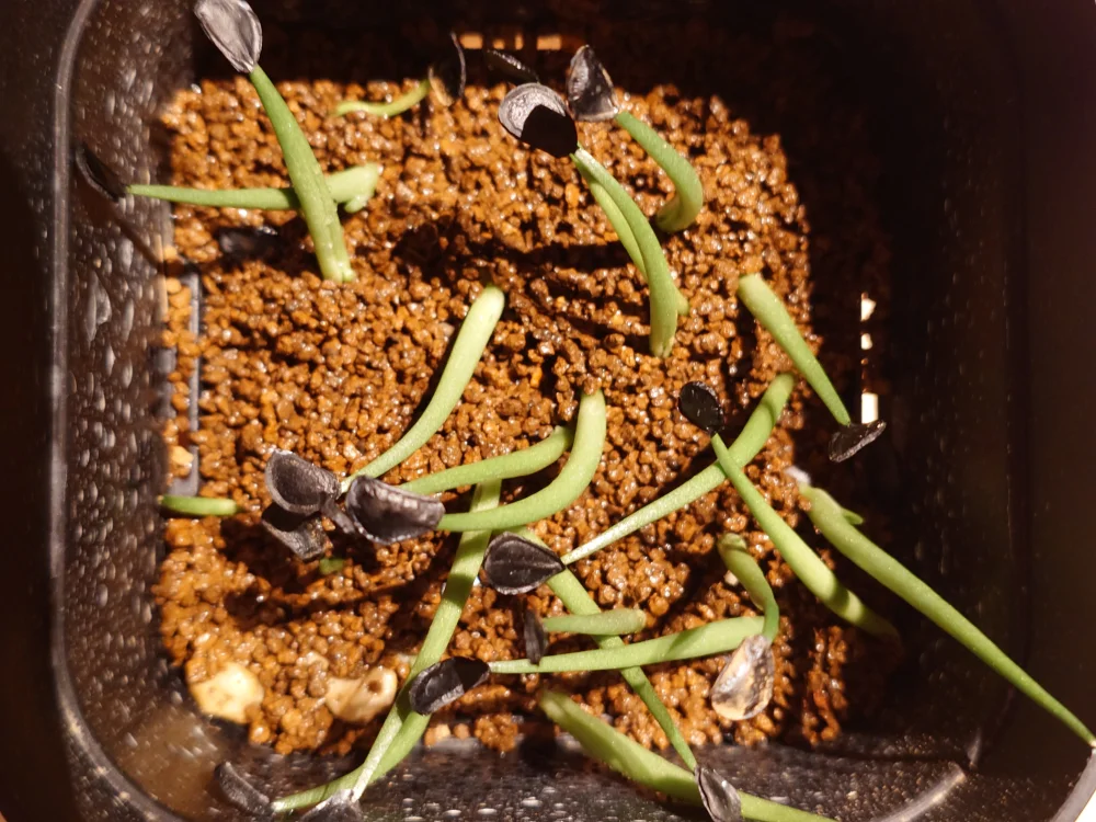 Agave parryi ssp. parryi ([少量追加:タネの日プレゼント] アガベ パリー)