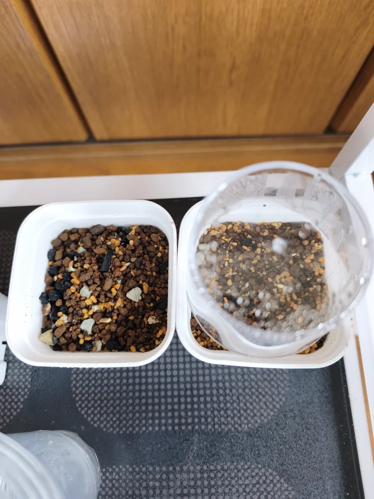 Pachypodium enigmaticum (パキポディウム エニグマチカム)