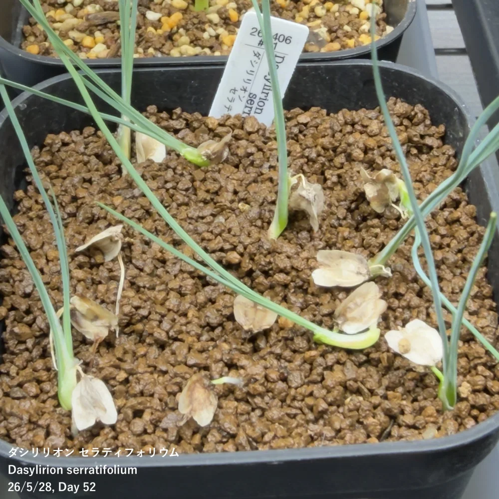 Dasylirion serratifolium (ダシリリオン セラティフォリウム)