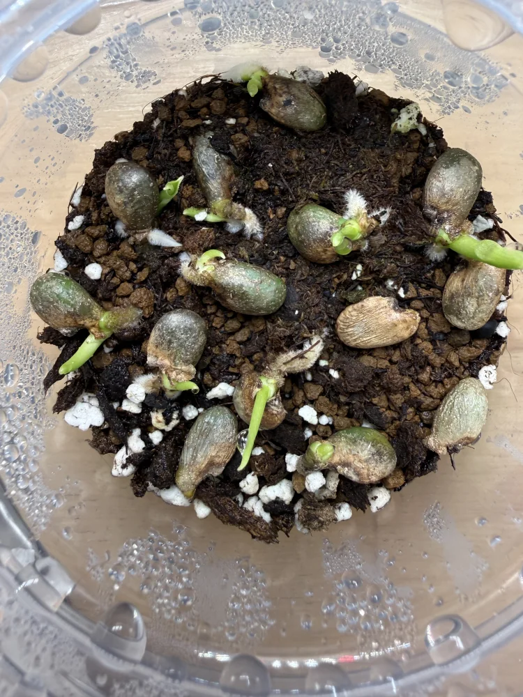 Monstera deliciosa Tauerii (モンステラ タウエリー)