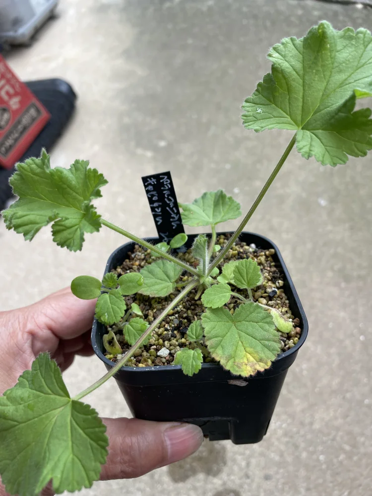 Pelargonium capitatum (ペラルゴニウム キャピタツム)