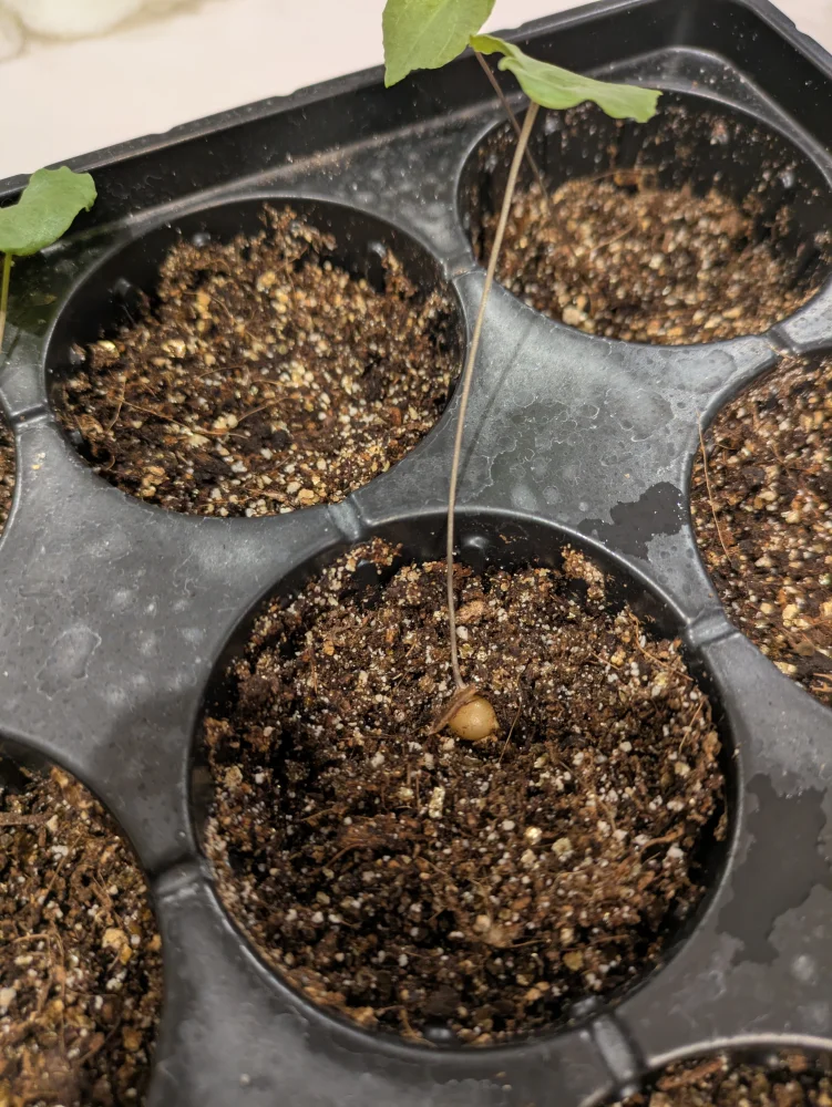 Dioscorea elephantipes (ディオスコレア エレファンティペス アフリカ亀甲竜)