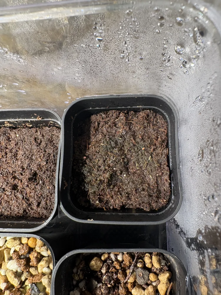 Philodendron findens (フィロデンドロン フィンデンス)