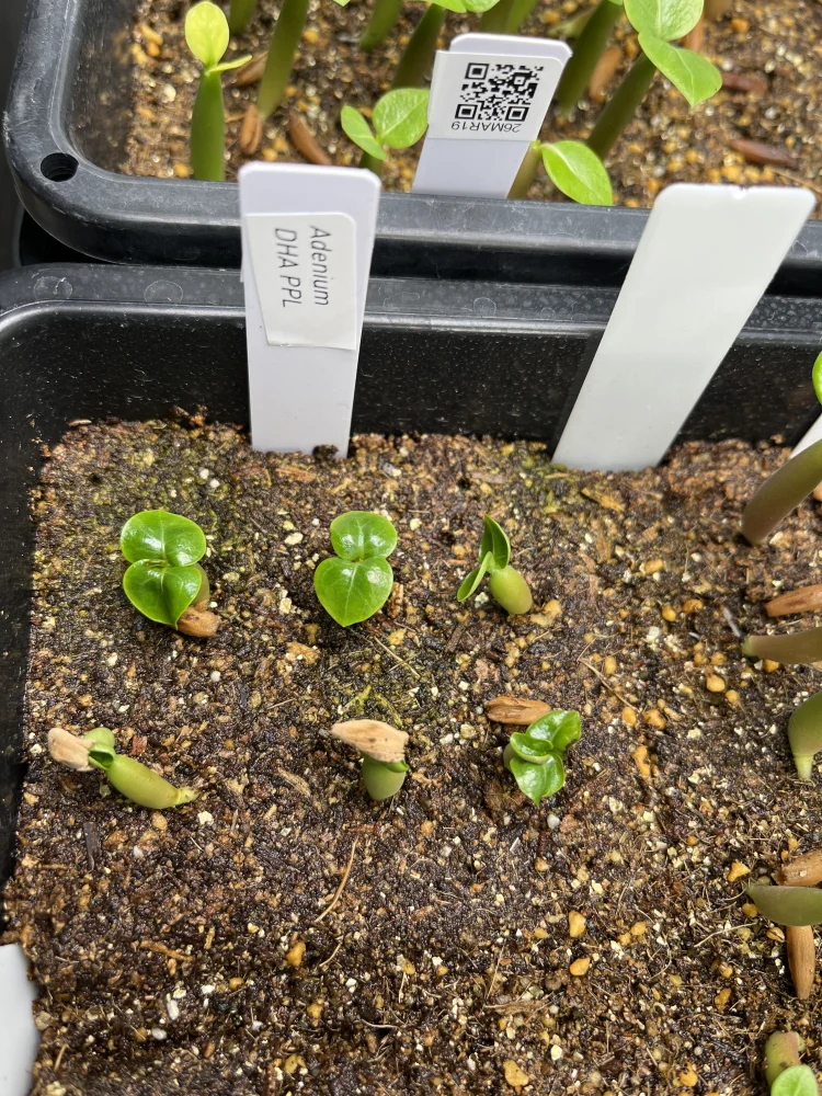 DHA PPL Adenium DHA PPL (アデニウム)