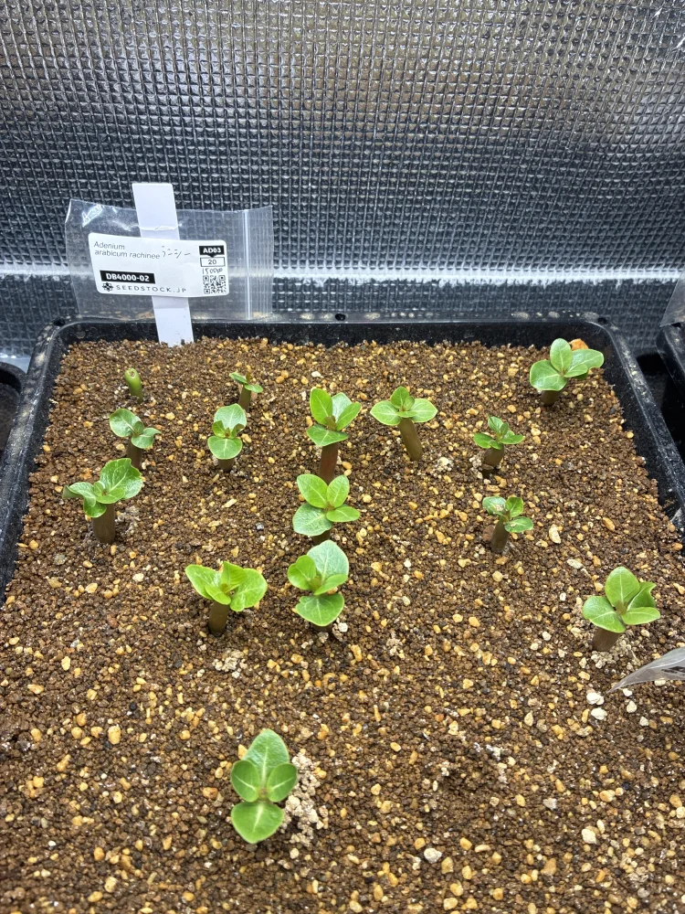 アデニウム アラビカム ラシニー Adenium arabicum rachinee｜塊根植物 輸入種子 初心者向け