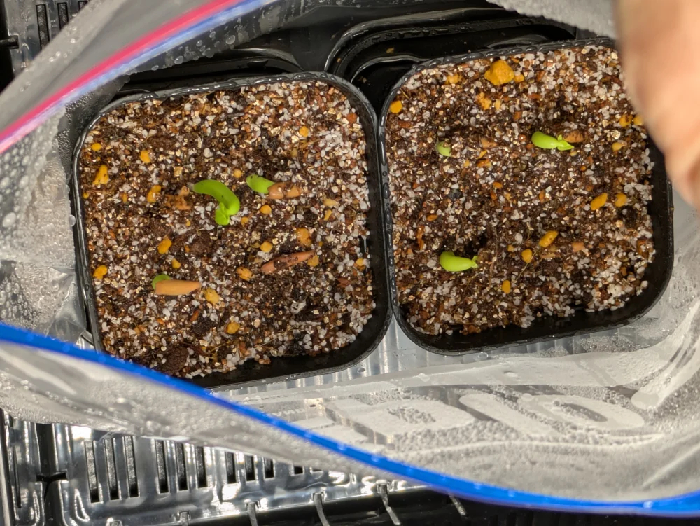 YSB Adenium arabicum Yak Sing Buri (アデニウム アラビカム)