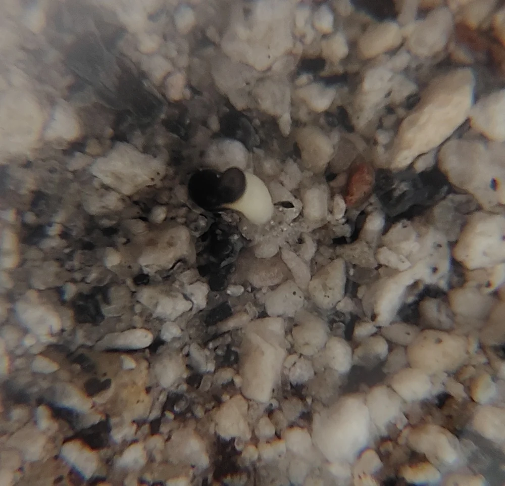 Echinopsis subdenudata (エキノプシス 大豪丸)