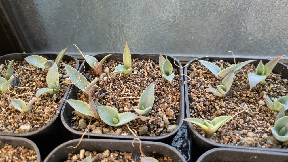 種子] アガベ パリー トランカータ Agave parryi var. truncata