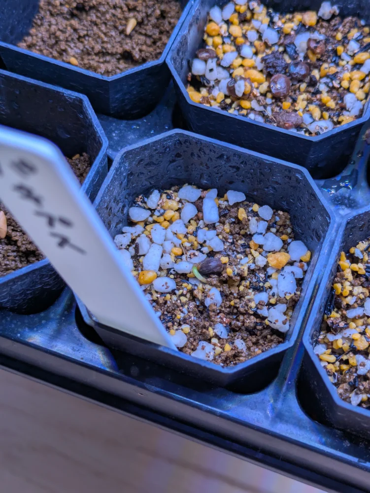 Operculicarya pachypus (オペルクリカリア パキプス)