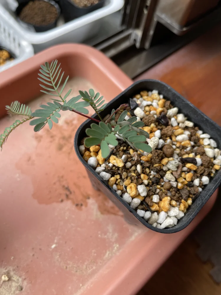 Acacia podalyriifolia (アカシア ポダリリフォリア)