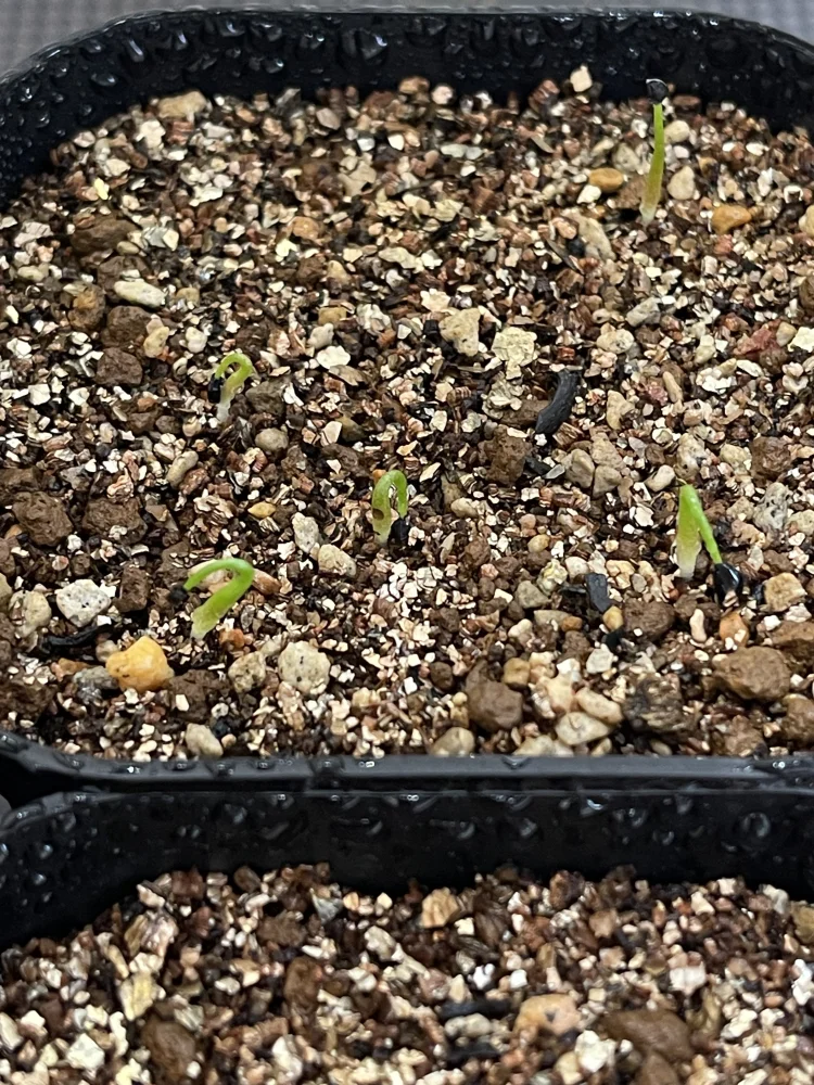 Agave megalodonta (アガベ メガロドンタ)