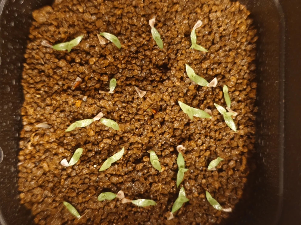 Puya alpestris (プヤ アルペストリス)
