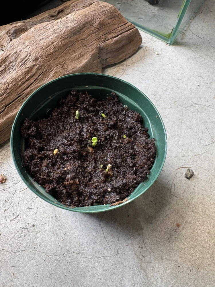 Philodendron selloum (フィロデンドロン セロウム)