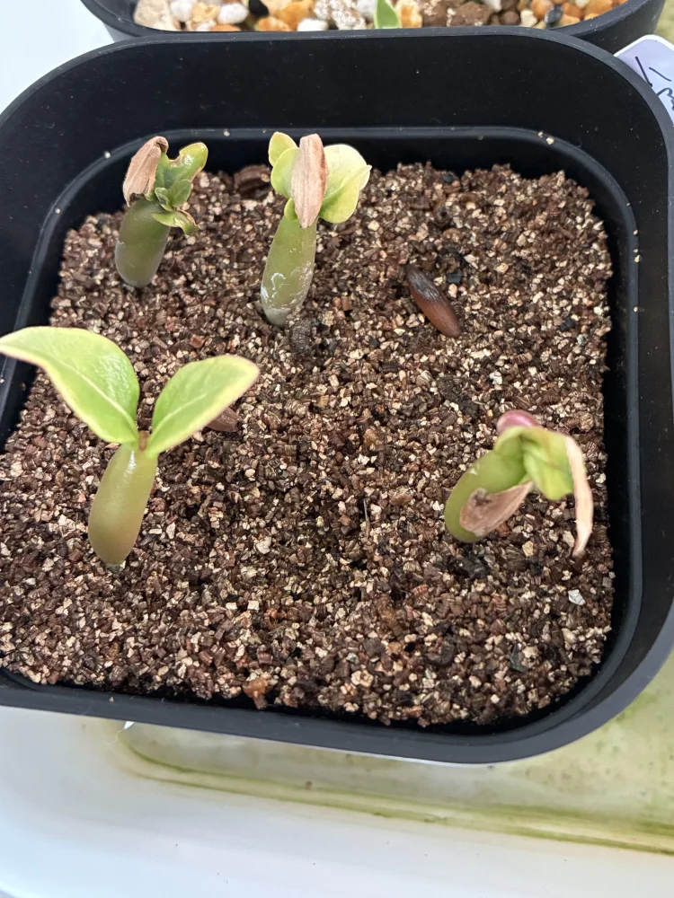 Adenium arabicum Godji (アデニウム アラビカムゴッジ)