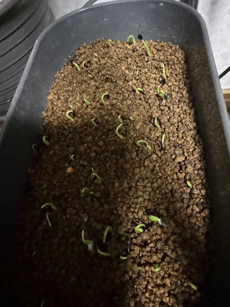 アガベ ユタエンシスコンパクタ Agave utahensis ssp. utahensis Compacta