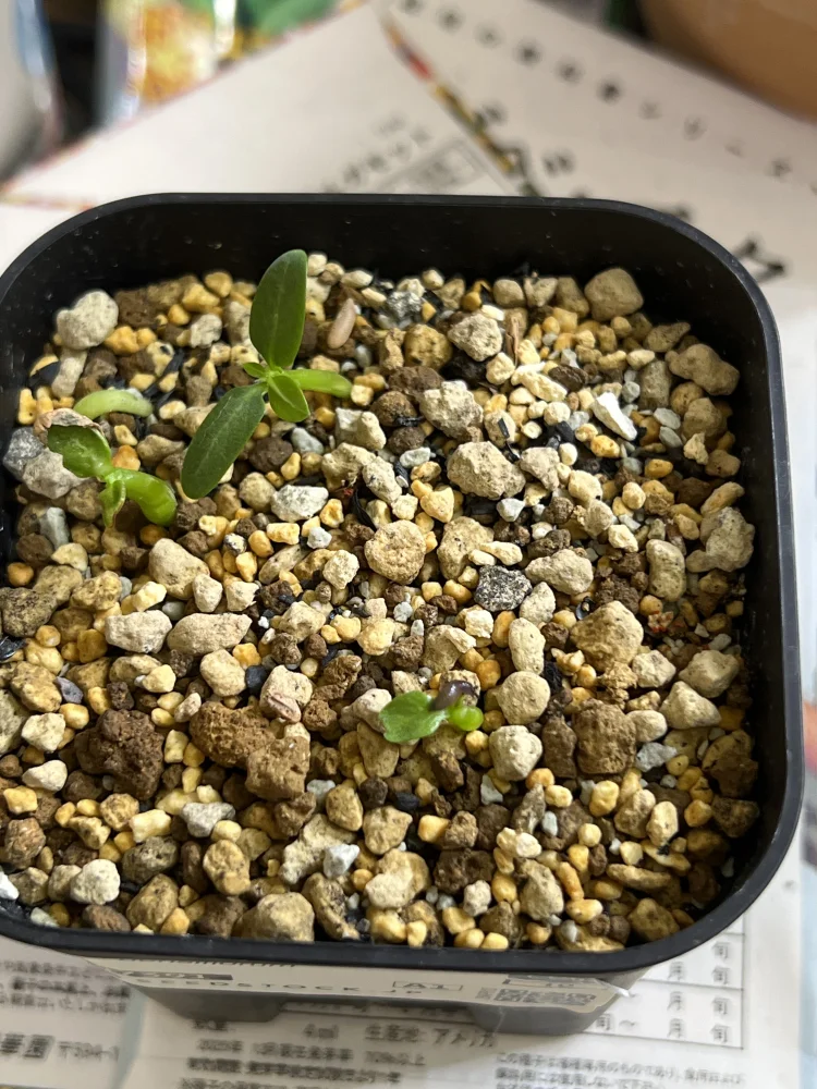 Pachypodium densiflorum var. densiflorum (パキポディウム デンシフローラム)
