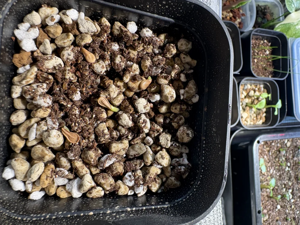 Pachypodium windsorii (パキポディウム ウィンゾリー)