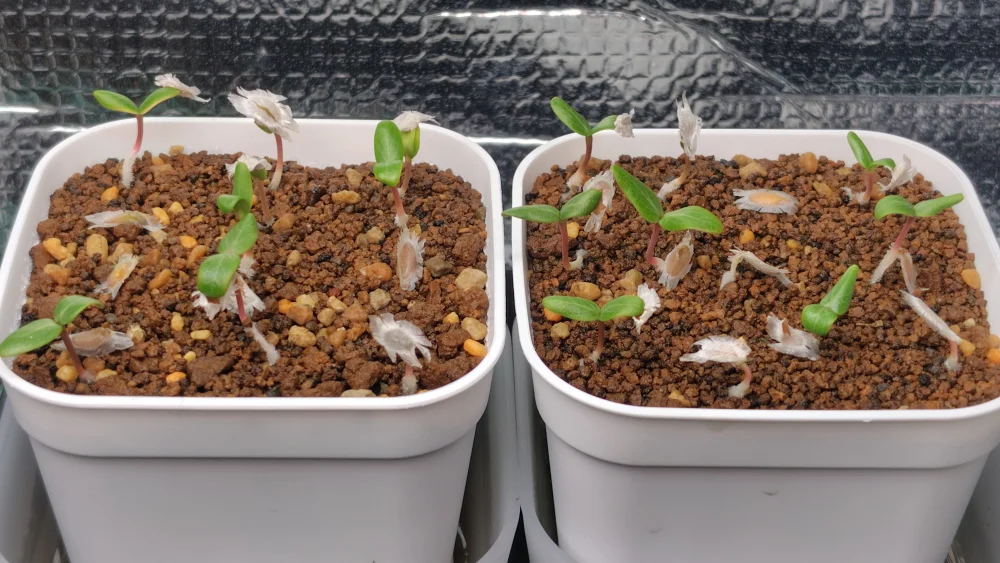 Fouquieria formosa (フォークイエリア フォルモサ)