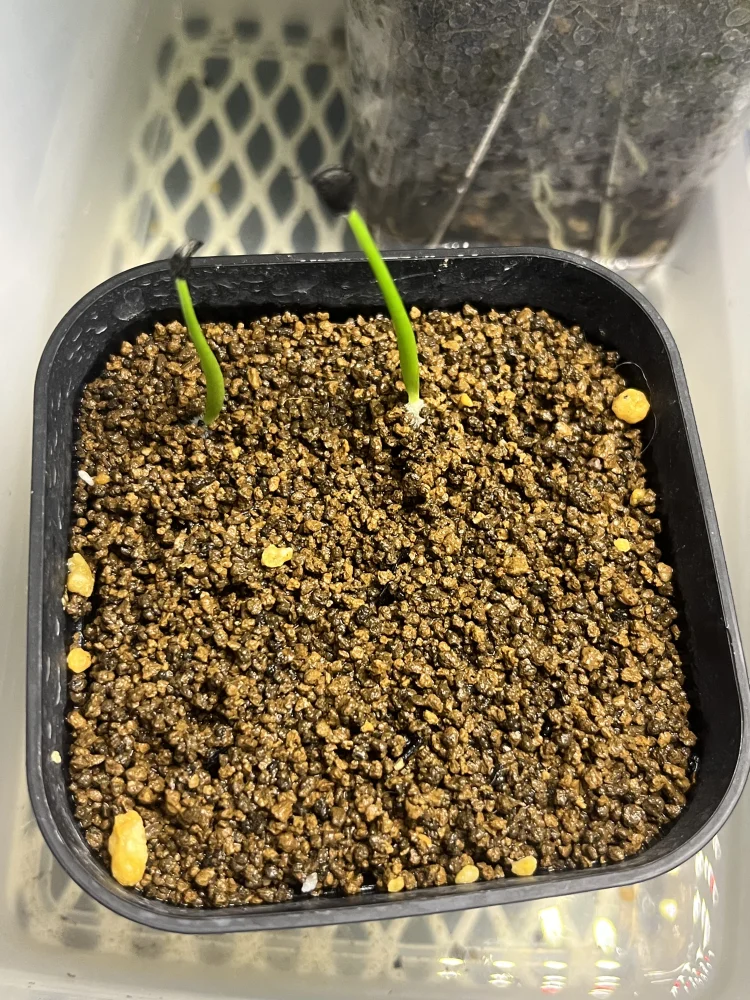 種子専門ショップ 多肉植物・塊根植物・観葉植物 - SEEDSTOCK