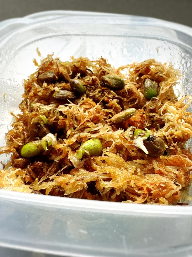 Monstera deliciosa Tauerii (モンステラ タウエリー)