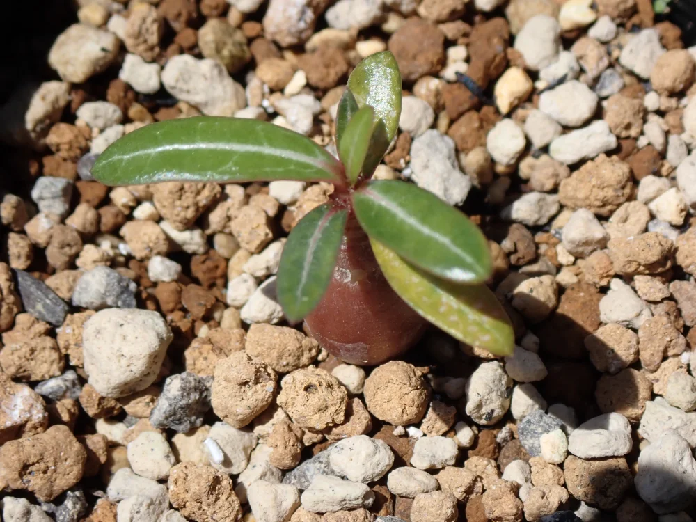Adenium somalense  Nova Tanzania (アデニウム ノヴァ タンザニア)