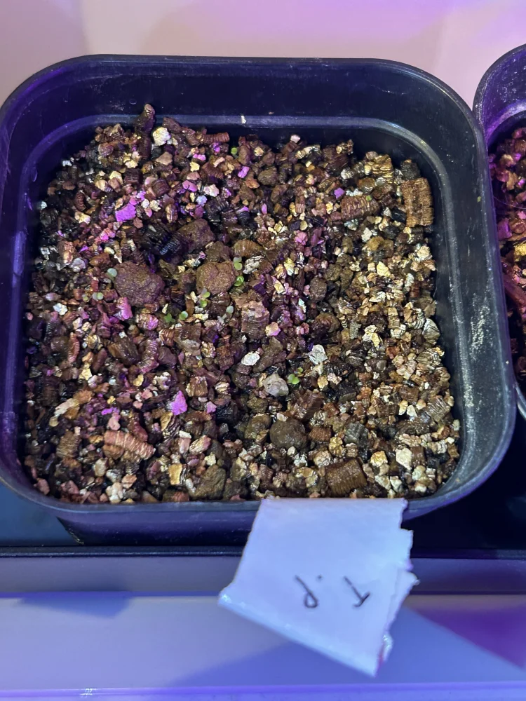 Tylecodon paniculatus (ティレコドン パニクラタス)