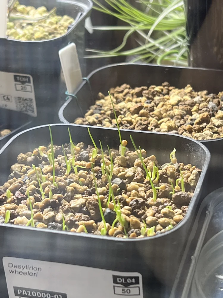 Dasylirion wheeleri (ダシリリオン ウィーレリ)