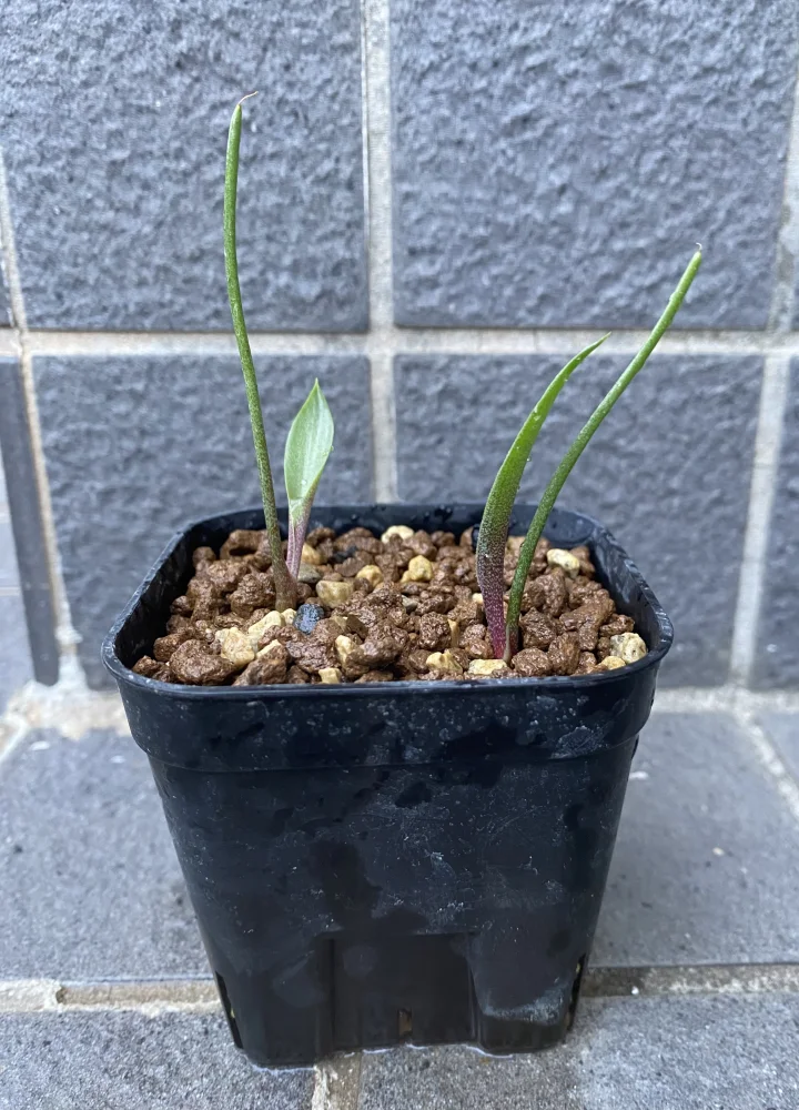 Agave ([プレゼント種子])