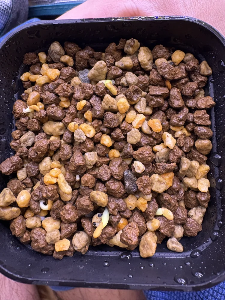 Pachypodium rosulatum var. inopinatum (パキポディウム イノピナツム)