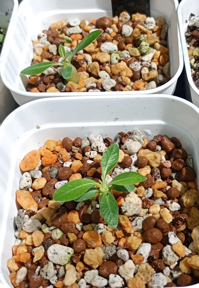 種子] パキポディウム マカイエンセ Pachypodium rosulatum ssp