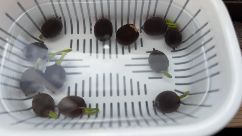 Nelumbo nucifera (ハス ヌキフェラ)