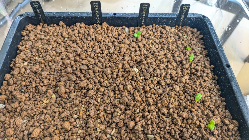 Pachypodium bispinosum (パキポディウム ビスピノーサム)