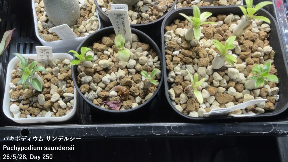 Pachypodium saundersii (パキポディウム サンデルシー)