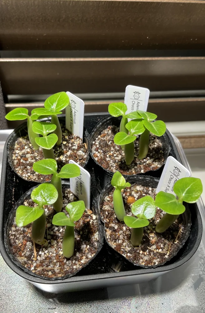 Adenium Choco X Super red (アデニウム Choco X SPR)