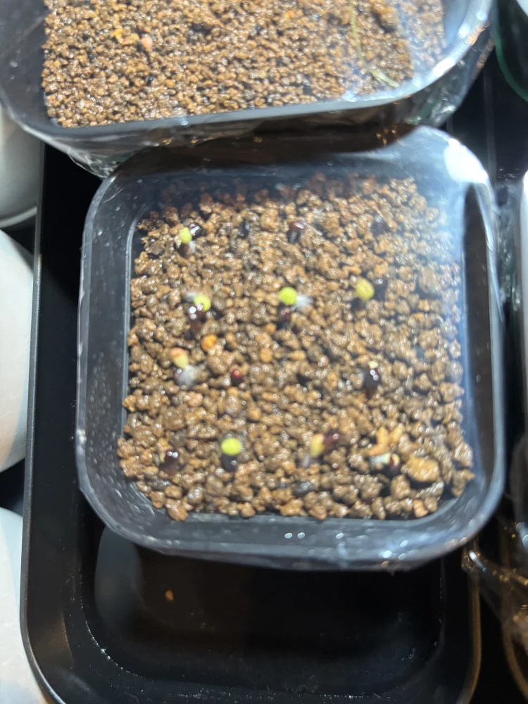 Astrophytum asterias (アストロフィツム スーパー兜)