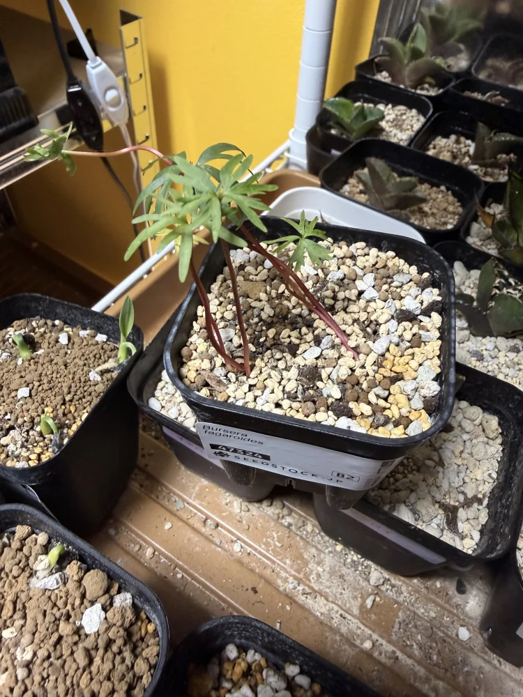 Bursera fagaroides (ブルセラ ファガロイデス)