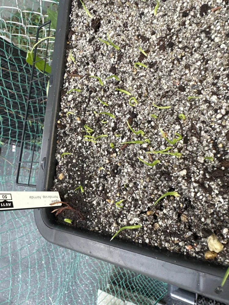 Agave horrida ssp. horrida (アガベ ホリダ)