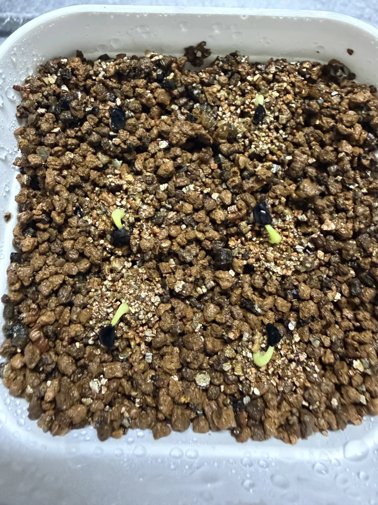 Agave oteroi Lot. (アガベ オテロイ)