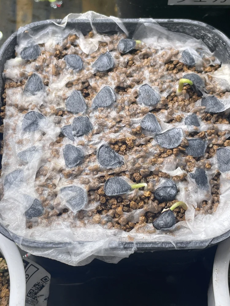 Agave ([プレゼント種子])